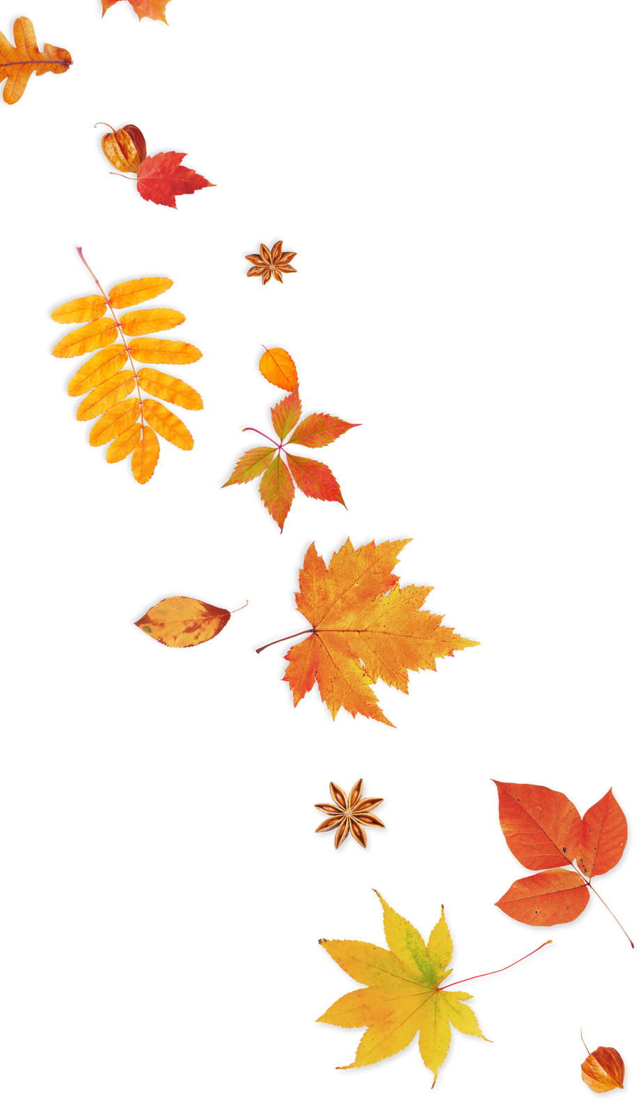 Autumn Leaves Cutout
